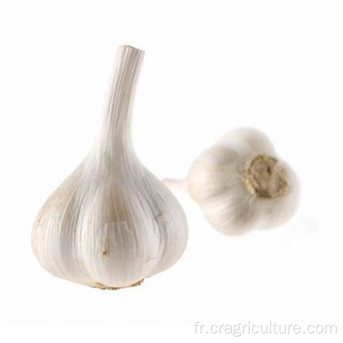 Vente chaude d&#39;ail blanc frais de 5,5 cm